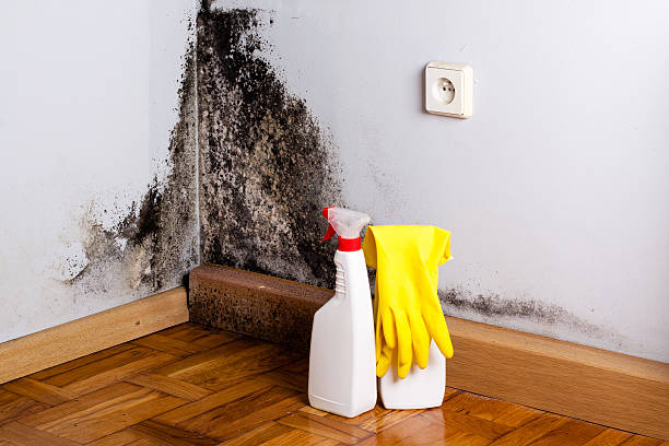 Best Commercial Mold Inspection  in Cherryville, PA